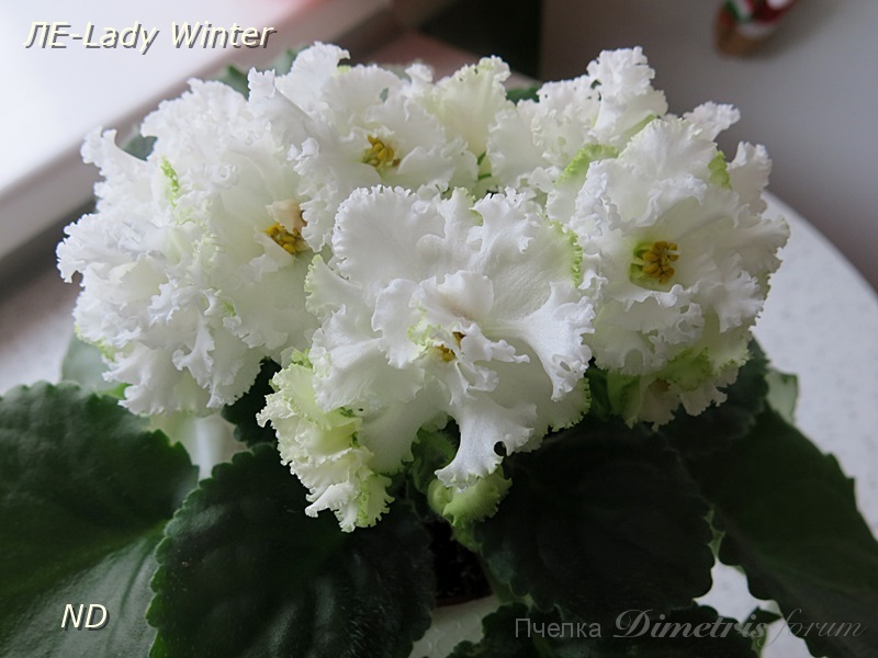 ЛЕ-Lady Winter5.JPG