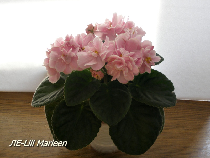 ЛЕ-Lili Marleen1.JPG