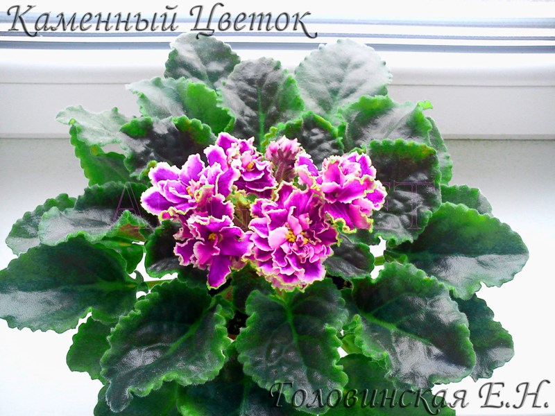 Каменный Цветок1.jpg