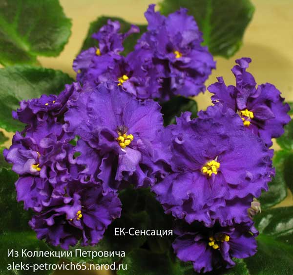 -Сенсация.jpg