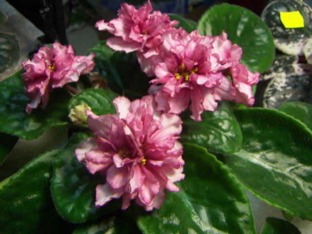 -Танцующее Пламя спорт1.JPG