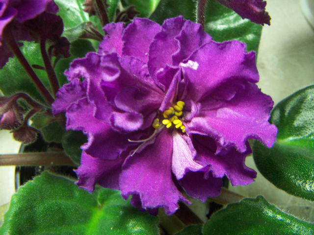 -Танцующая Эвридика.JPG