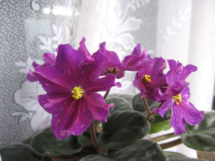 Ан-Цыганская душа_1811.jpg