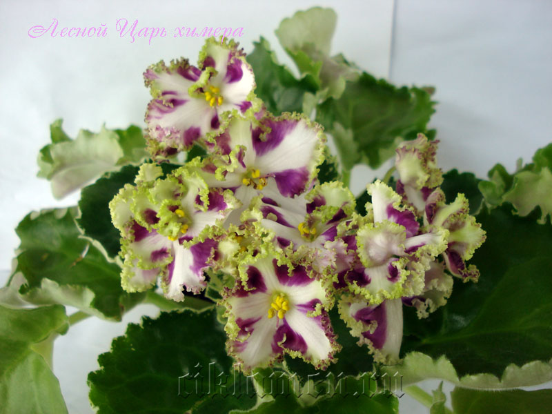 Лесной Царь химера.jpg