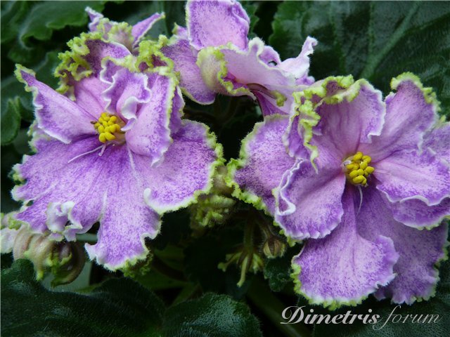 -Царь Салтан.jpg