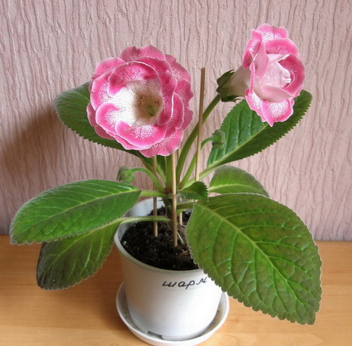 Копия P6117305.jpg