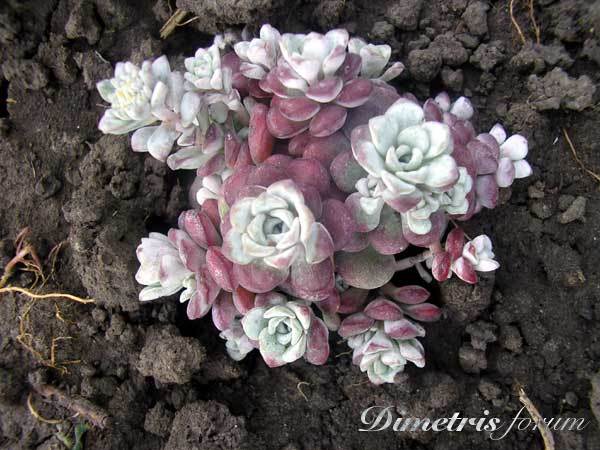 -(Sedum-spathulifolium.jpg