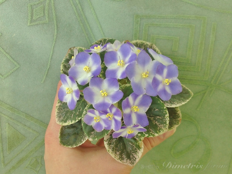 полумини Shirl's Hawaiian Lei(S. Sanders) (10).JPG