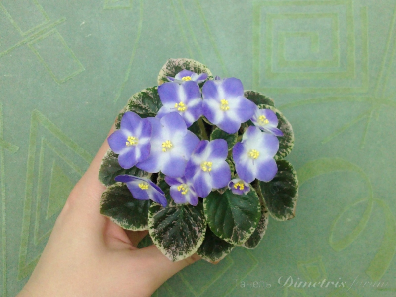 полумини Shirl's Hawaiian Lei(S. Sanders) (2).JPG