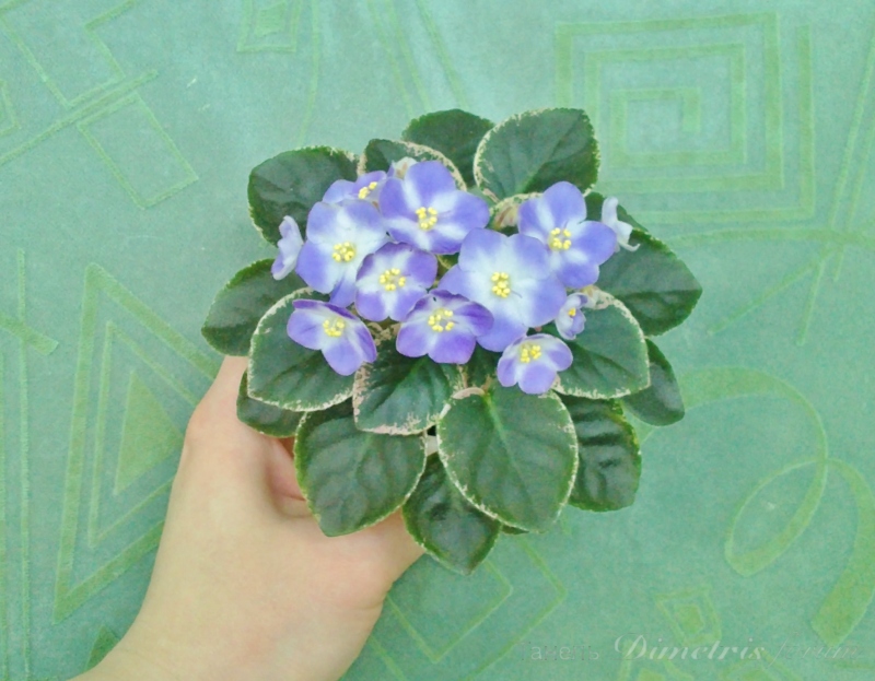 полумини Shirl's Hawaiian Lei(S. Sanders) (4).JPG