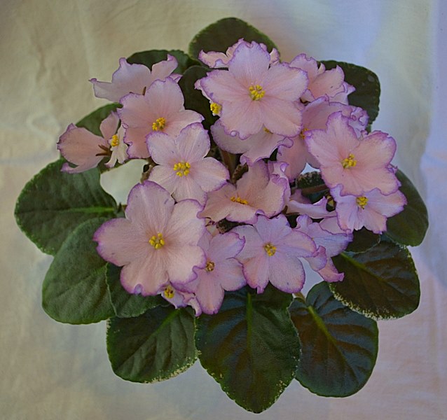 РС-Варьете 0.JPG