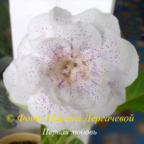 -любовь-500.jpg