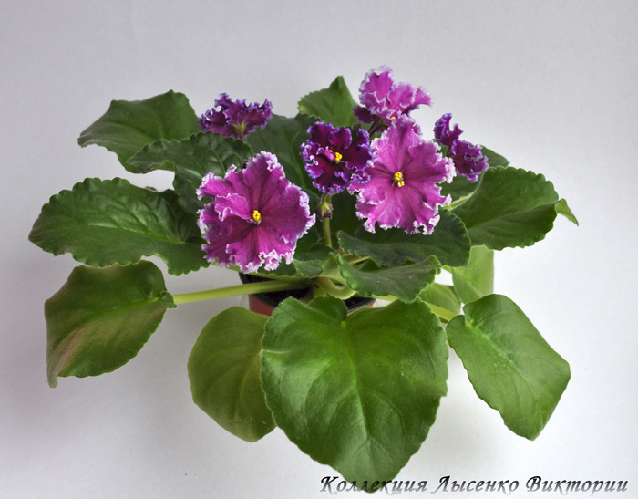 Тайная Страсть...JPG