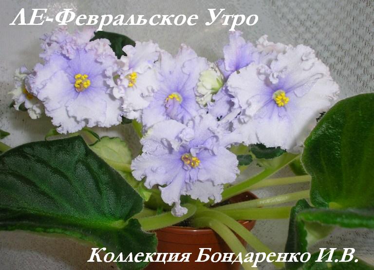 -Февральское Утро.JPG