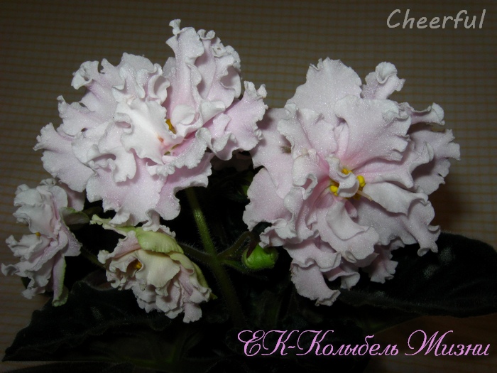 ЕК-Колыбель Жизни 1.jpg