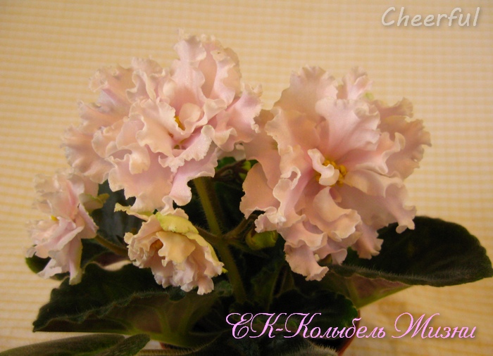 ЕК-Колыбель Жизни 2.jpg