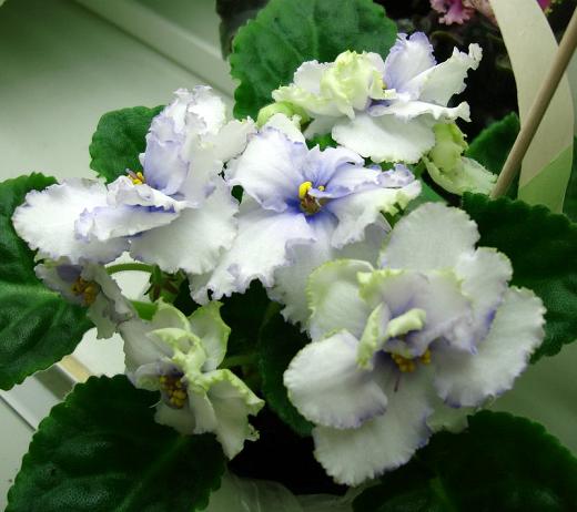 -Львов Л.Лебецкая DSC09922-1.JPG