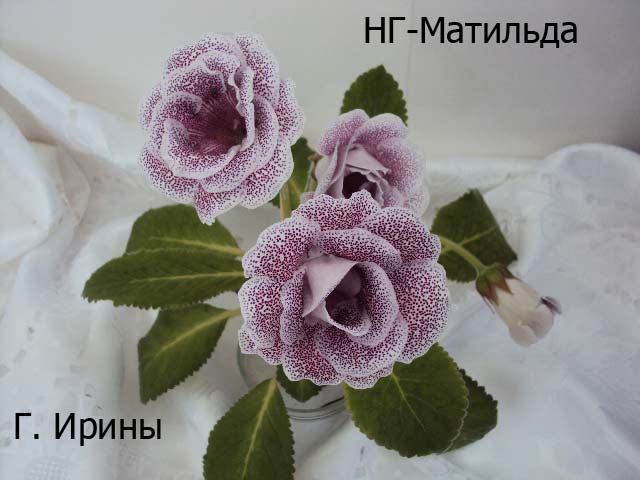 НГ-матильда, 17.06.14 фото2.JPG