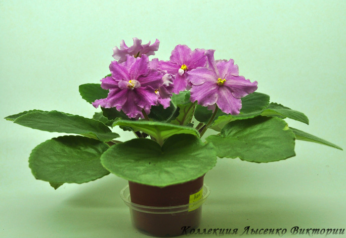 Кот Леопольд.JPG