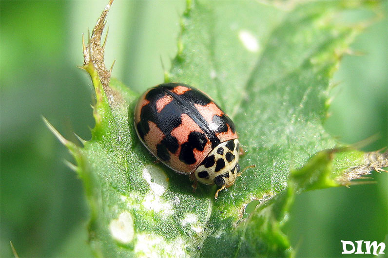 Adalia_decempunctata.jpg