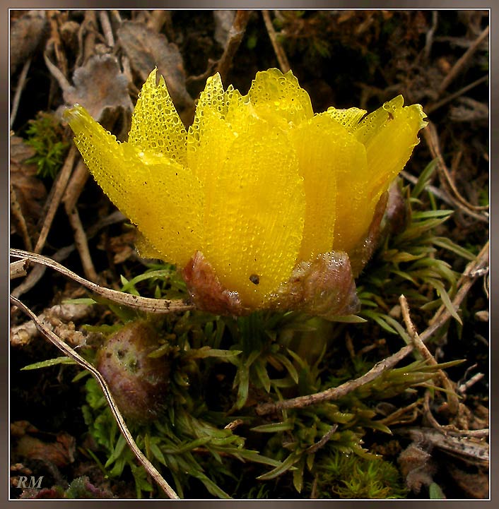 Adonis-wolgensis.jpg
