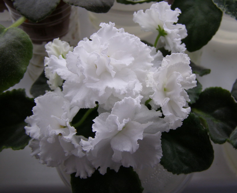 Свадебный Букет.jpg