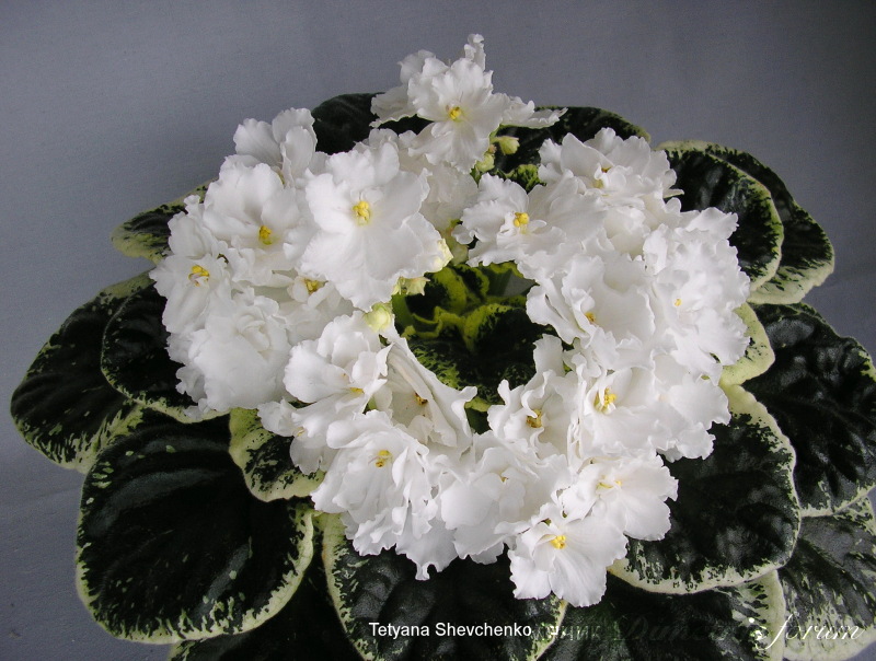 Ледовый Плен.JPG