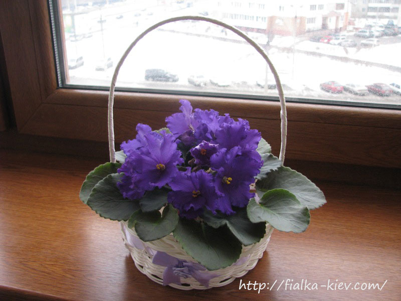 подарочная корзинка.JPG