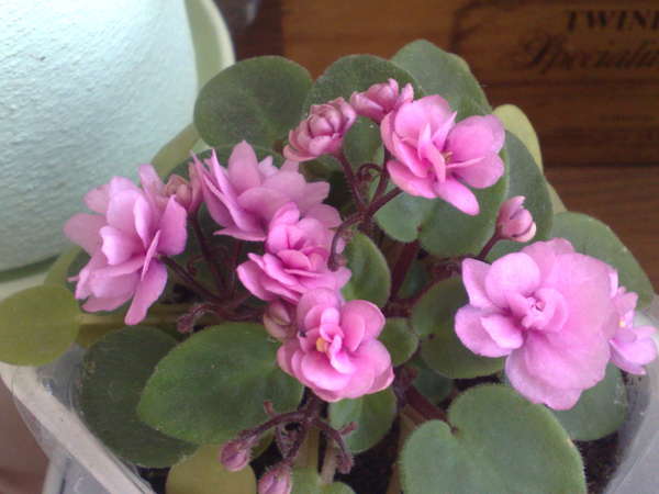 .Дым  (сынок).jpg