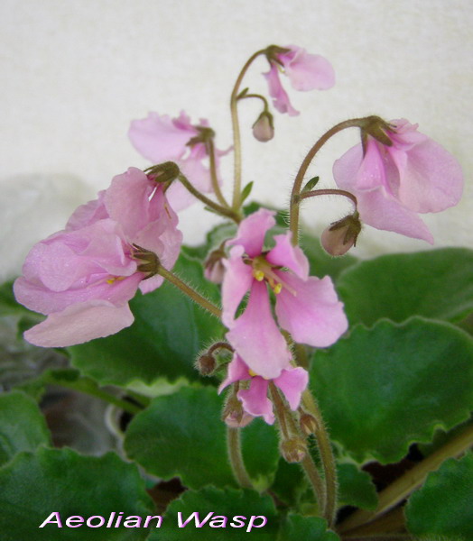 Aeolian_Wasp_1.jpg