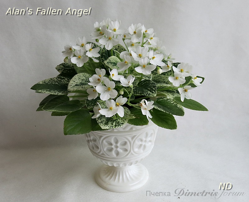 Alan's Fallen Angel2.JPG