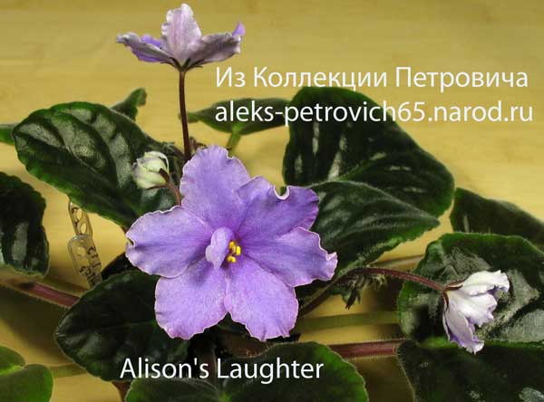 Alison's-Laughter.jpg