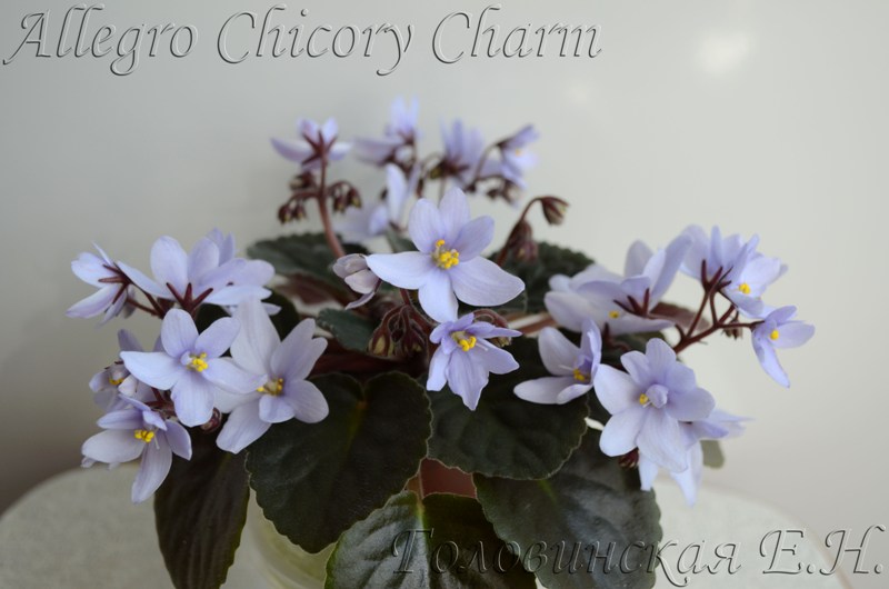 Allegro Chicory Charm.jpg