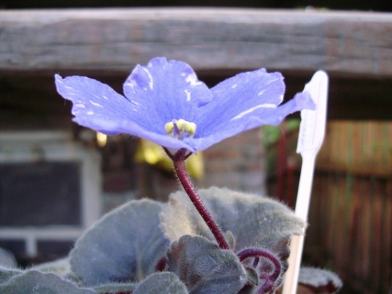 Alliance (Croteau) 1.JPG