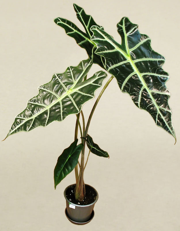 Alocasia_Amazonica-4.jpg