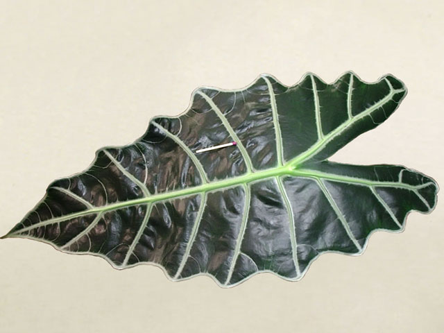 alocasia_amazonica_rm-017_d.jpg