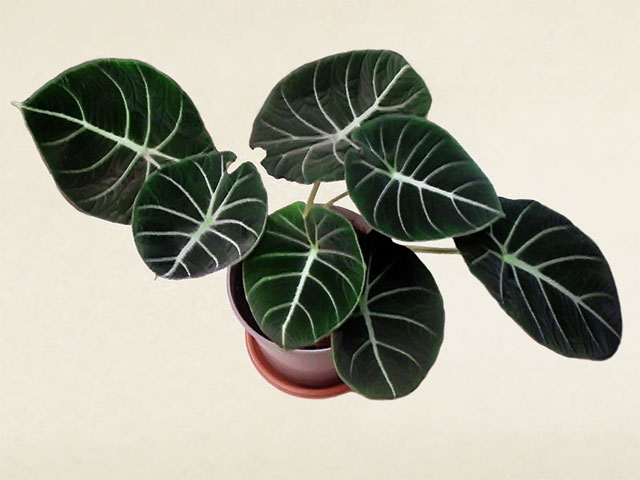 alocasia_Black_Velvet-005_d.jpg