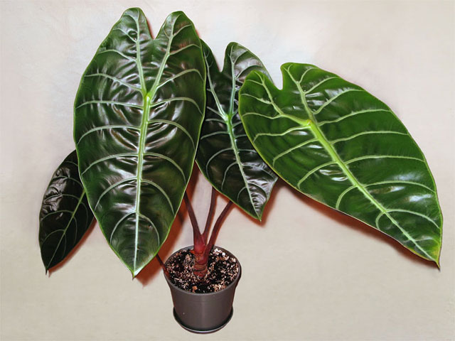 alocasia_sedenii-026_d.jpg