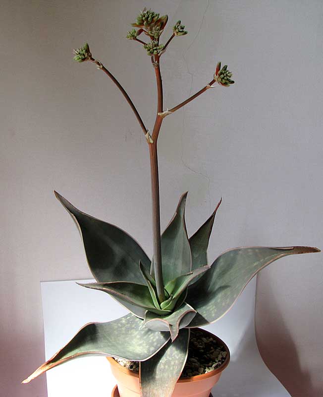 Aloe striata-449.jpg