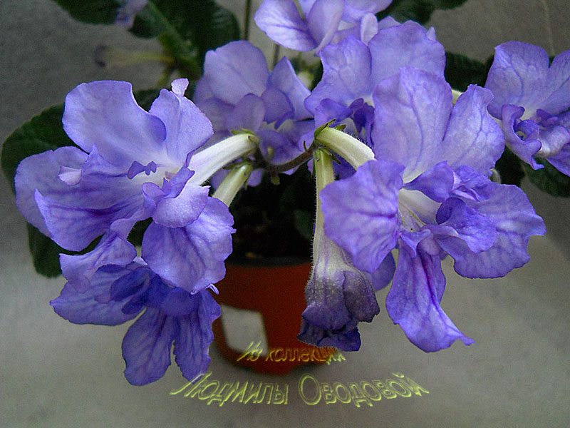 Al's-Pal-03.2012.jpg