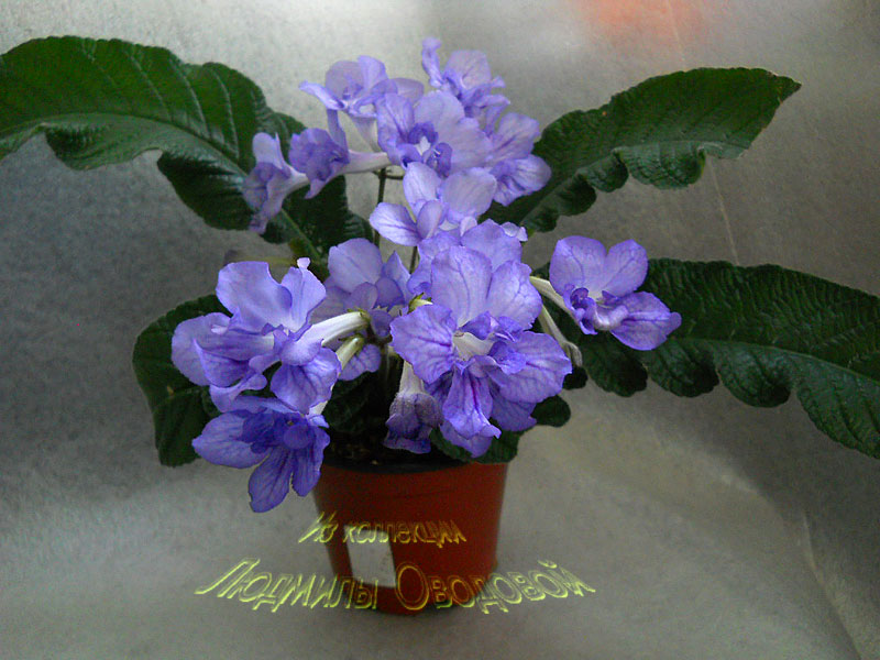 Al's-Pal-03.2012-1.jpg
