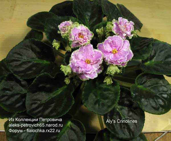 Aly's-Crinolines.jpg