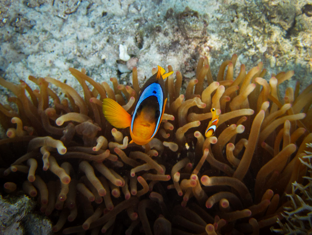 Amphiprion-bicinctus-----.jpg