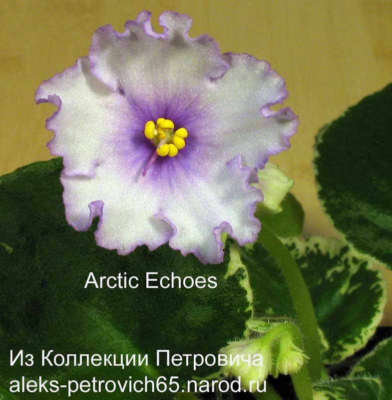 Arctic-Echoes.jpg