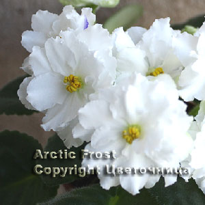 arctic_fr300.jpg