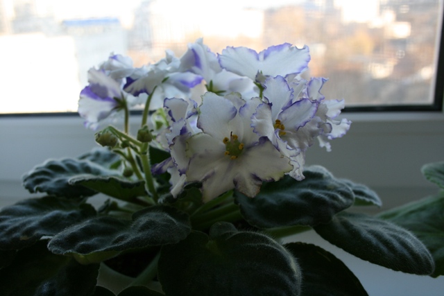 arctic.frost цв3.JPG