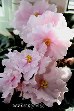 Artists Pallete copy.jpg