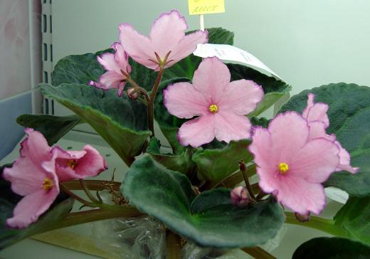 Astin's Smile Елена Плессер DSC09948-1.JPG