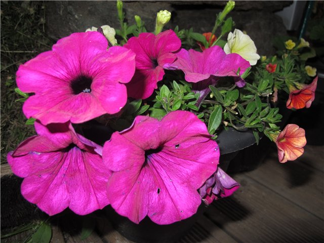 b2a66735f027.jpg