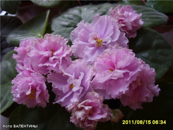 b61b1e045790.jpg